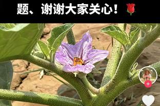 独木难支！布伦森25中12&三分9中4空砍全场最高的34分9助攻